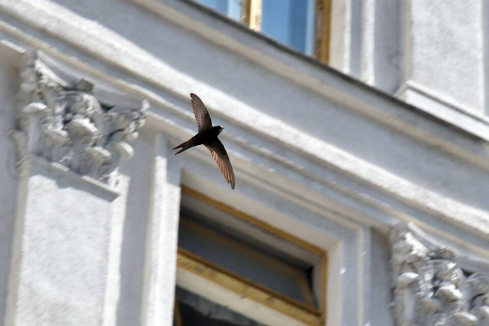 Mauersegler in der Stadt Mauersegler in der Stadt