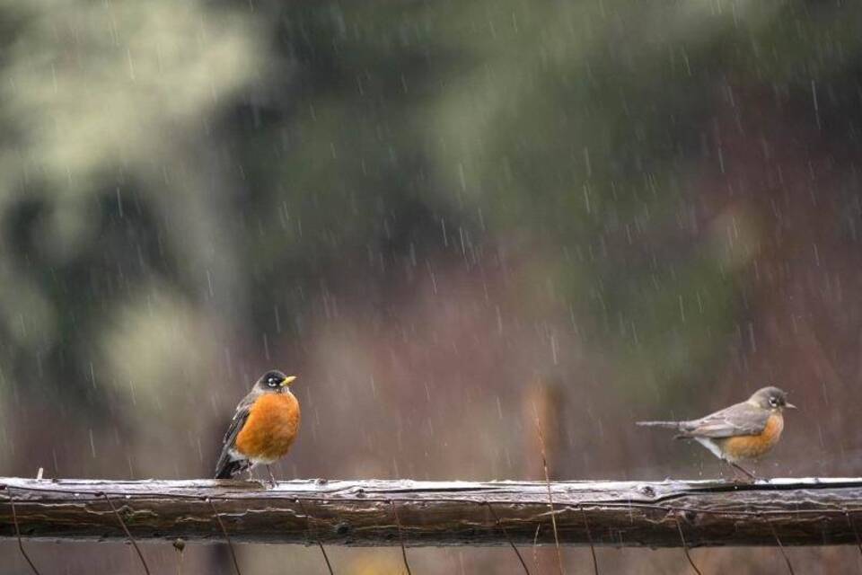 Rotkehlchen im Regen