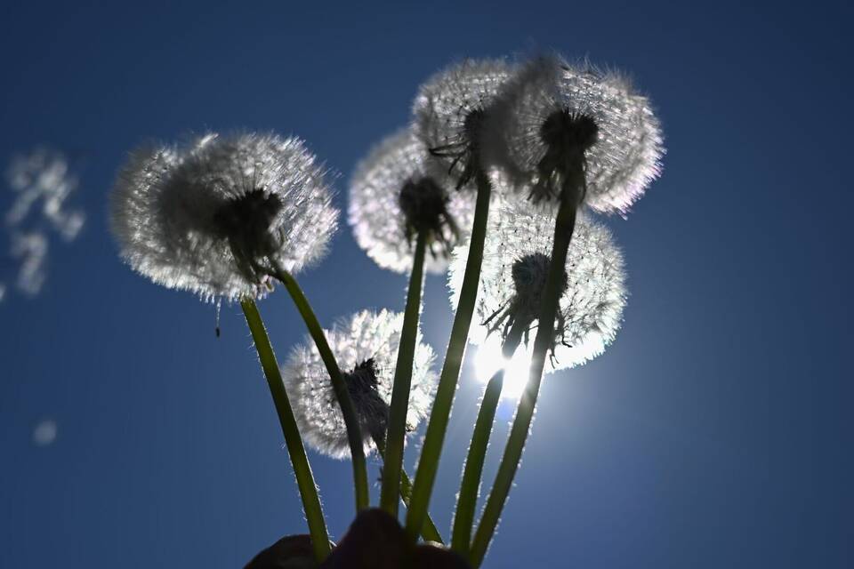 Pusteblumen Pusteblumen