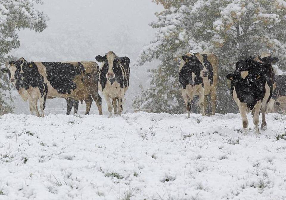 Kühe im Schnee Kühe im Schnee