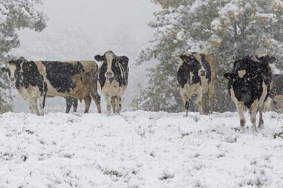 Kühe im Schnee