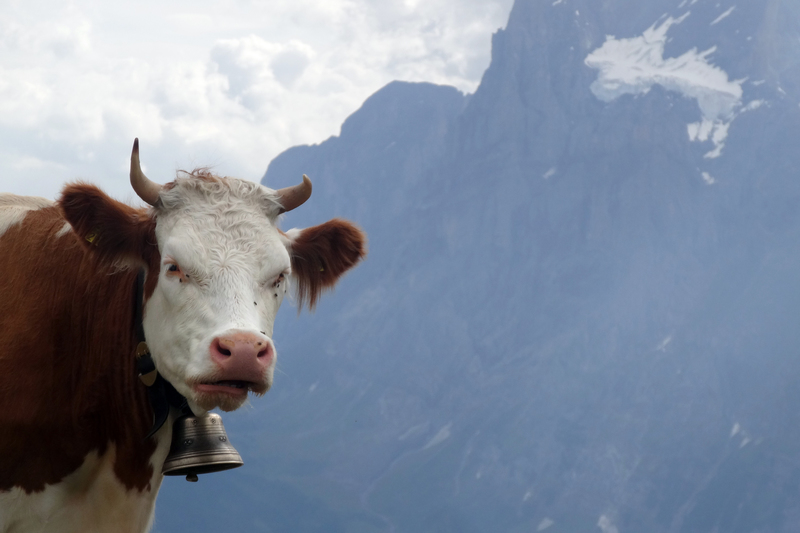 Gefahrliche Tiere Auf Reisen Wie Sich Urlauber Schutzen Reise Rnz