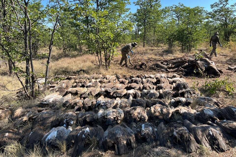 Geier in Afrika getötet Geier in Afrika getötet