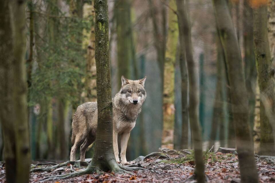 Wolf