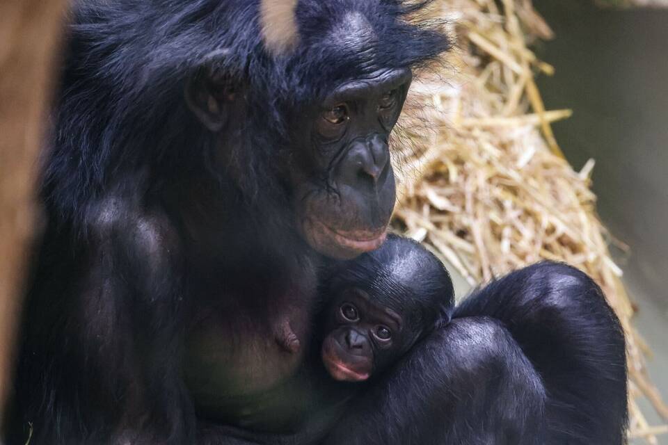 Bonobo-Weibchen im Kölner Zoo geboren Bonobo-Weibchen im Kölner Zoo geboren