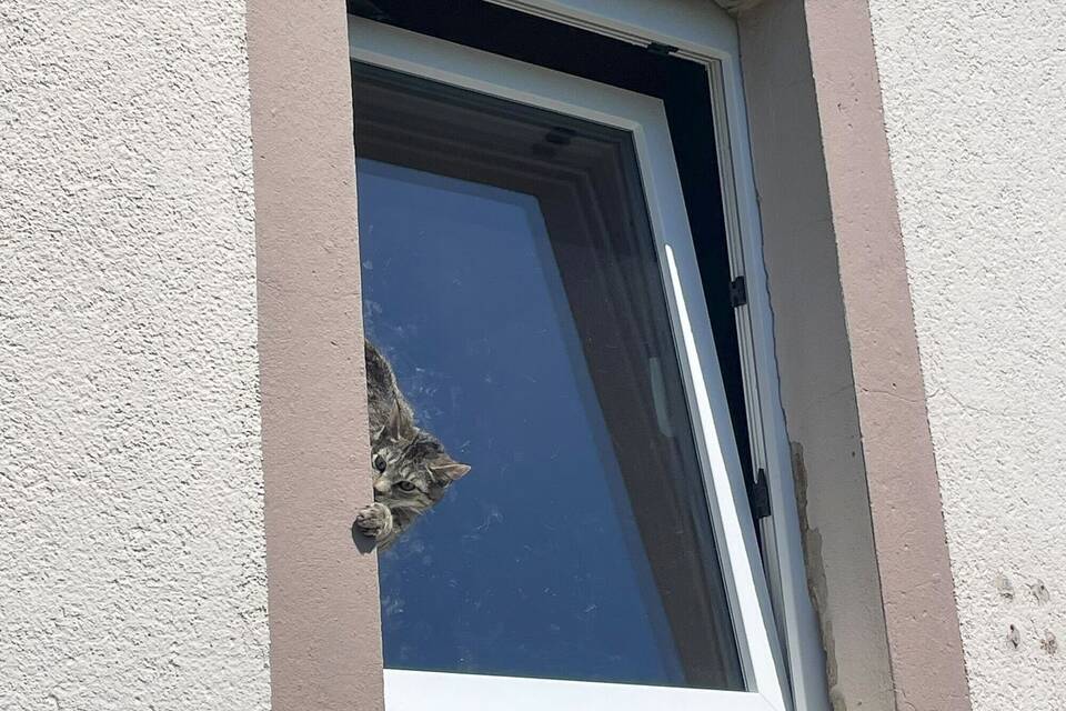 Feuerwehr rettet Katze aus misslicher Lage Feuerwehr rettet Katze aus misslicher Lage
