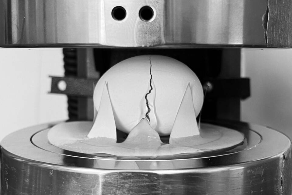 Forscher haben Zerbrechlichkeit von Eiern untersucht Forscher haben Zerbrechlichkeit von Eiern untersucht