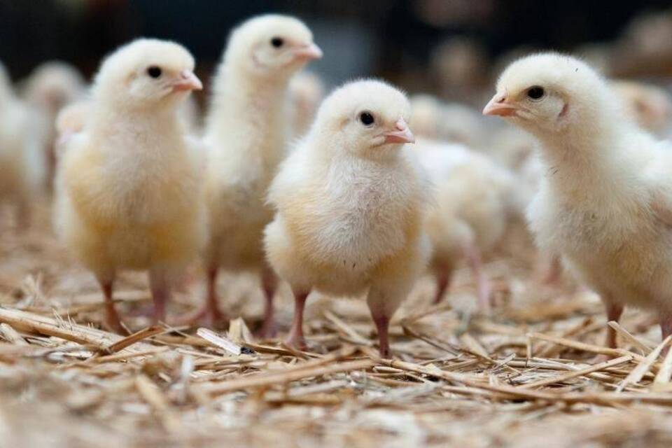 Weibliche Küken Weibliche Küken