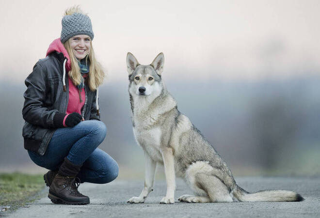 Der Hund sieht aus wie ein Wolf Wolfshunde für Aufregung