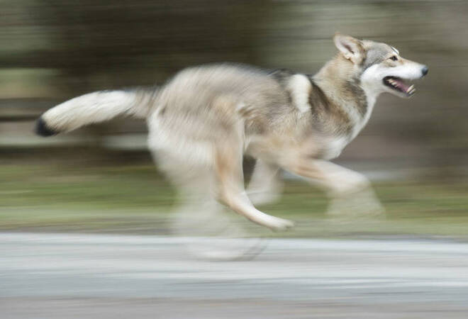 Der Hund sieht aus wie ein Wolf Wolfshunde für Aufregung