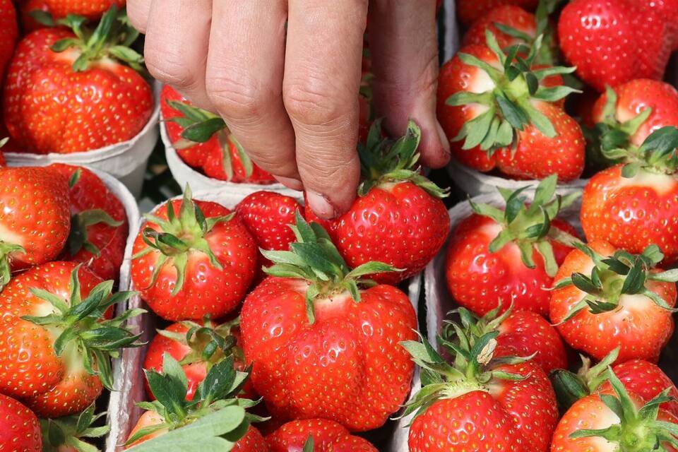 Umfrage zu Früchten und Beeren