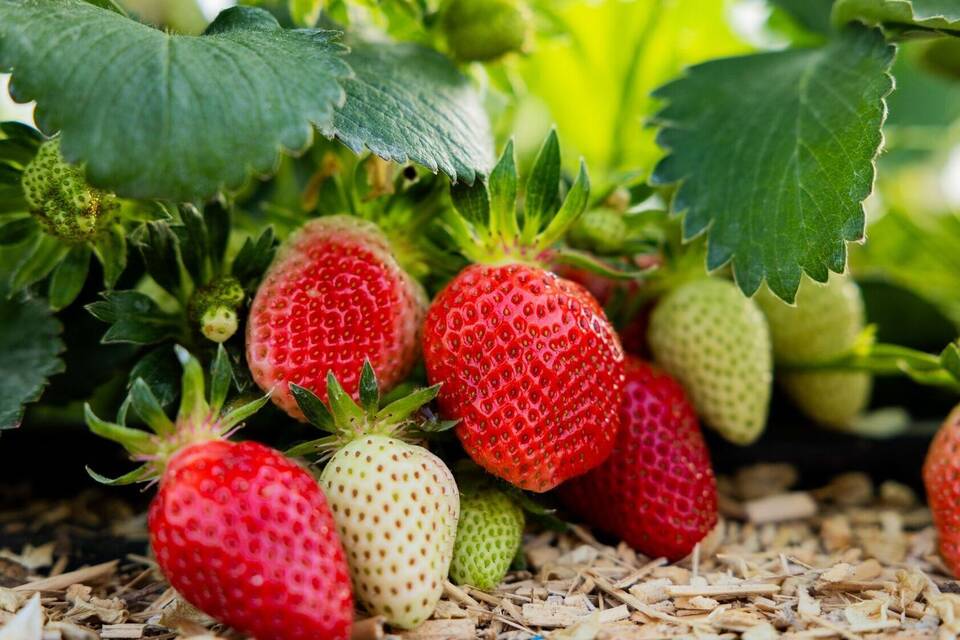 Umfrage zu Früchten und Beeren