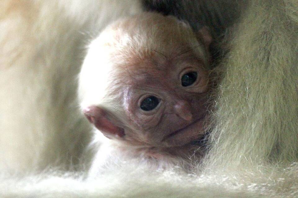 Schopfgibbon Schopfgibbon