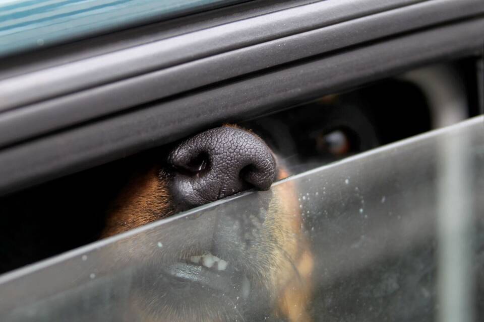 Ein Hund steckt in einem Auto seine Nase durch einen Spalt.