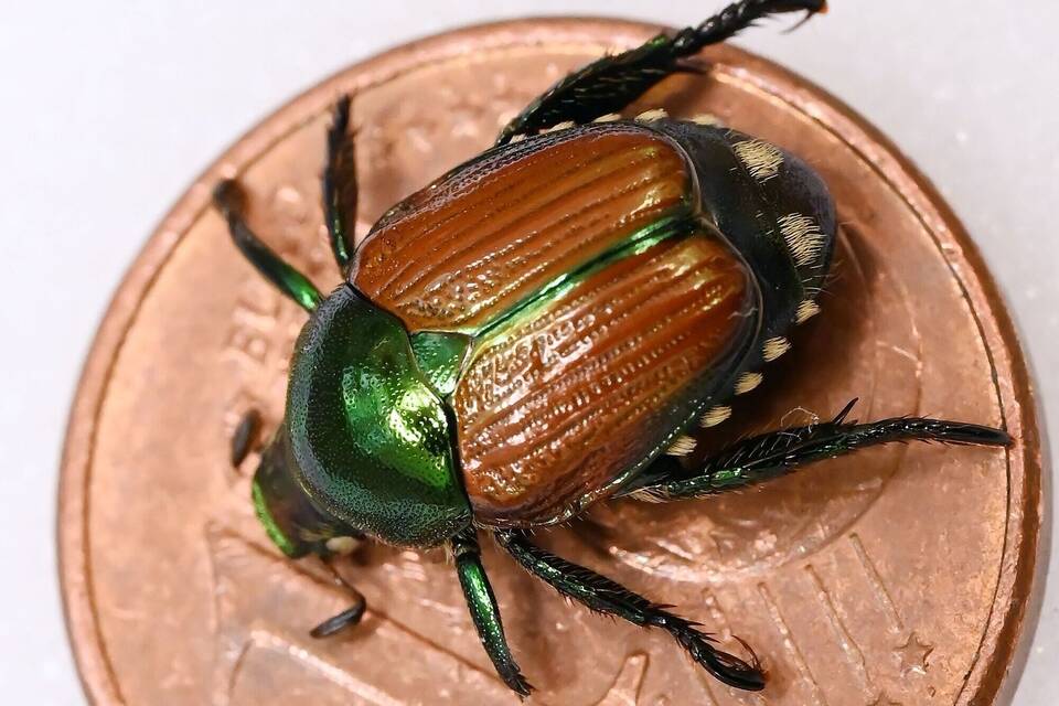 Präparierter Japankäfer (Popillia japonica)