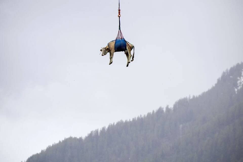 Eine Kuh wird in der Schweiz mit Hubschrauber evakuiert Eine Kuh wird in der Schweiz mit Hubschrauber evakuiert
