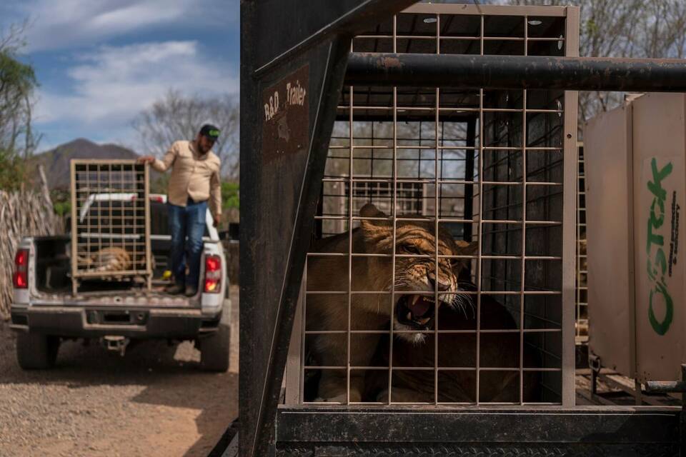 700 Wildtiere ziehen wegen Gewalt in Mexiko um 700 Wildtiere ziehen wegen Gewalt in Mexiko um