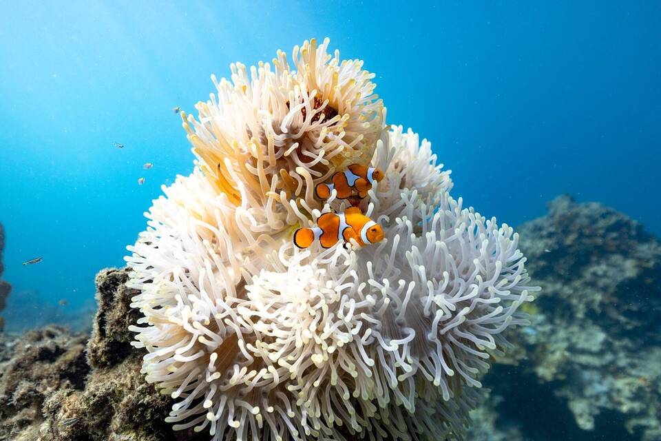 Clownfische an einer Anemone Clownfische an einer Anemone