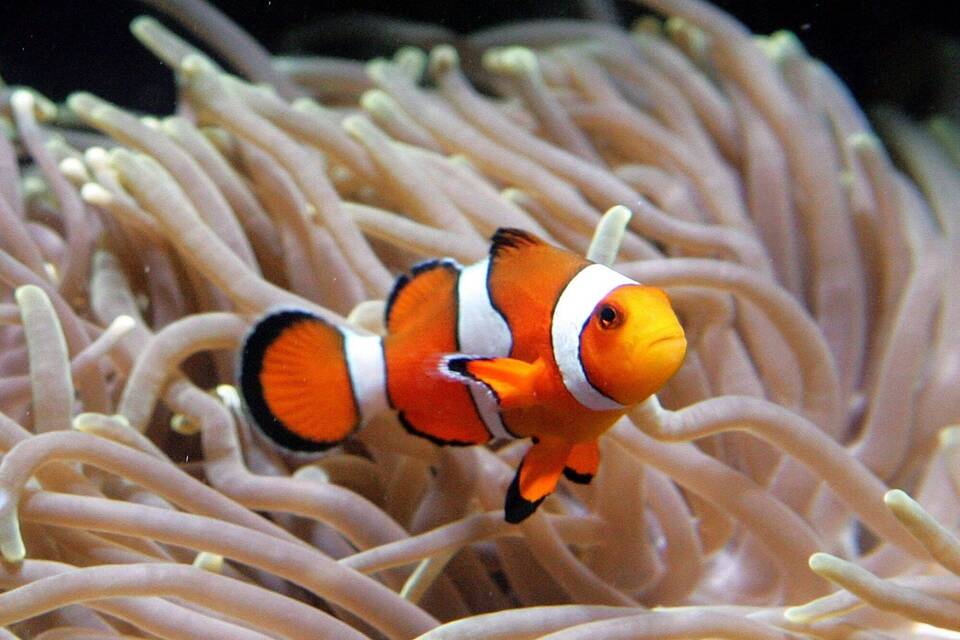 Clownfisch