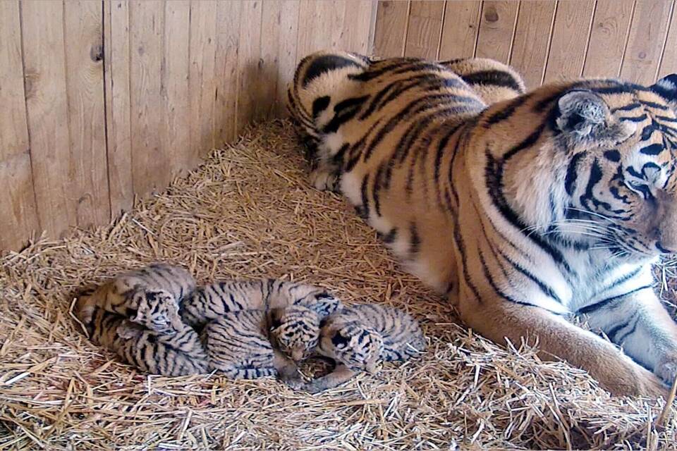 Nachwuchs Sibirische Tiger Zoo Magdeburg Nachwuchs Sibirische Tiger Zoo Magdeburg