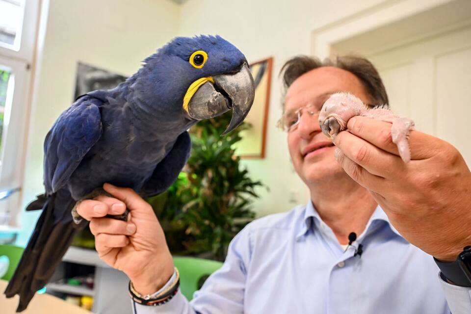 Ara-Küken wird von Zoodirektor per Hand aufgezogen