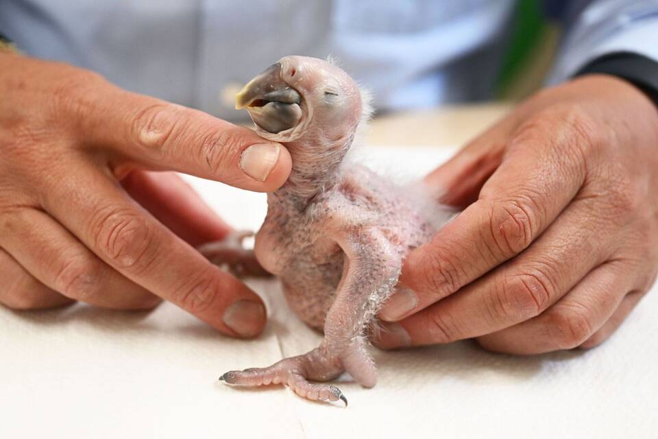 Ara-Küken wird von Zoodirektor per Hand aufgezogen