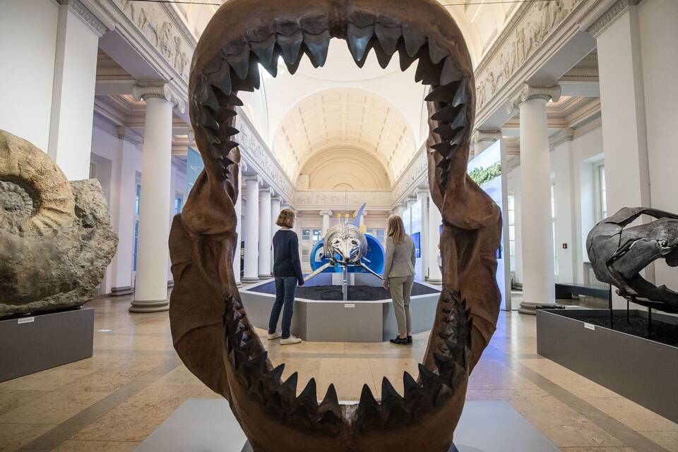 Megalodon Megalodon