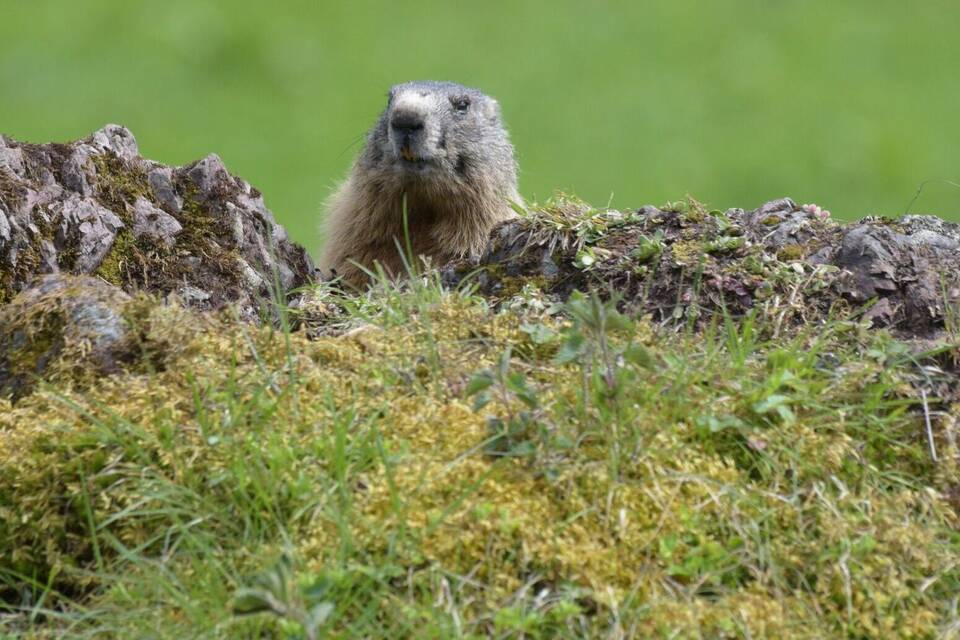 Murmeltier Murmeltier