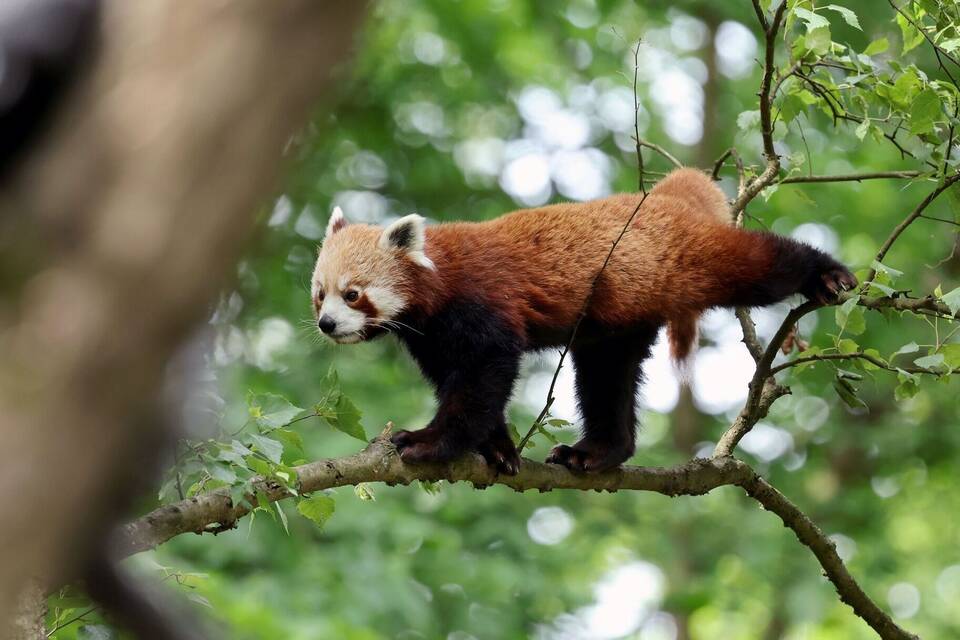 Roter Panda-Neuzugang im Rostocker Zoo Roter Panda-Neuzugang im Rostocker Zoo