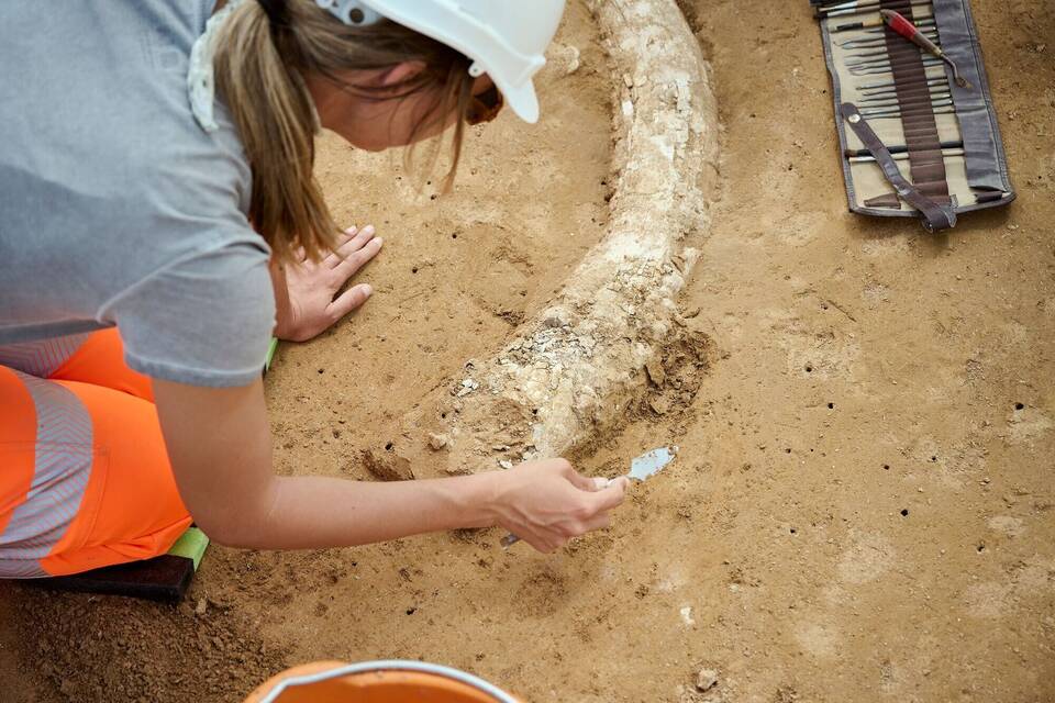 Mammutzahn auf Baustelle entdeckt Mammutzahn auf Baustelle entdeckt