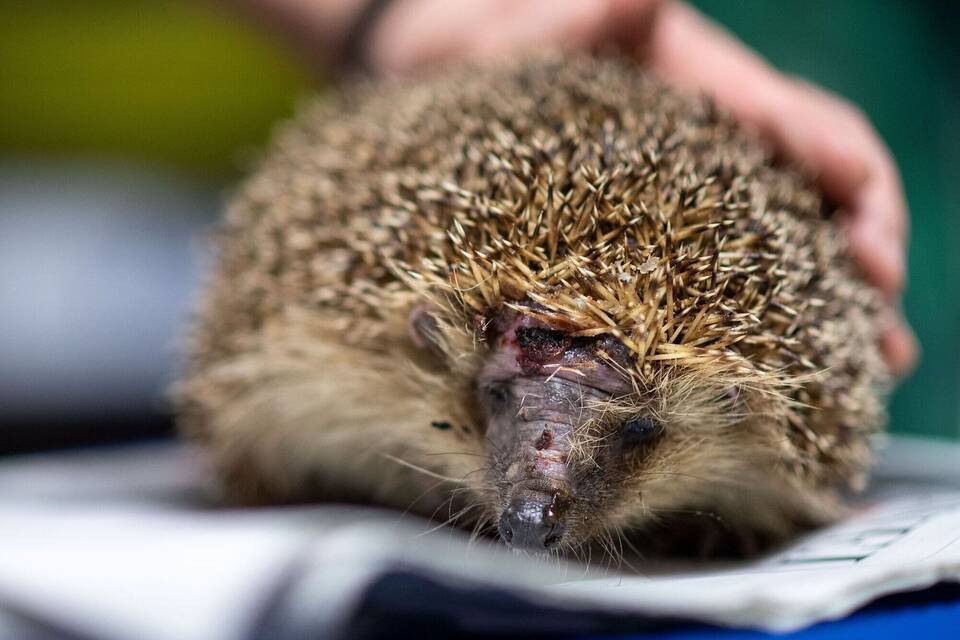 Tödliche Gefahr für Igel - Mähroboter Tödliche Gefahr für Igel - Mähroboter