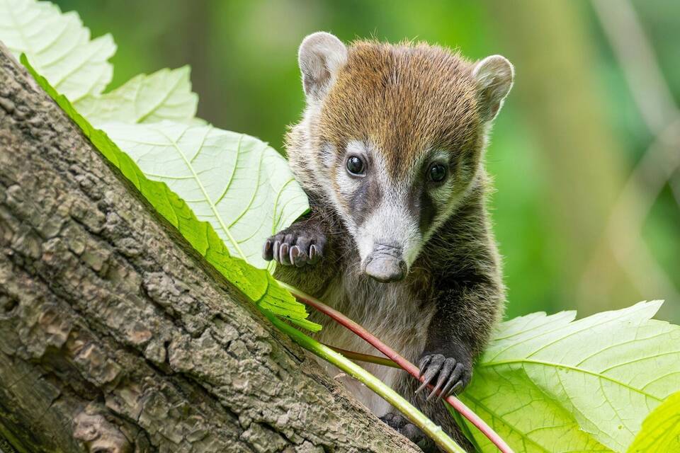 Nasenbären-Jungtiere im Tiergarten Schönbrunn Nasenbären-Jungtiere im Tiergarten Schönbrunn