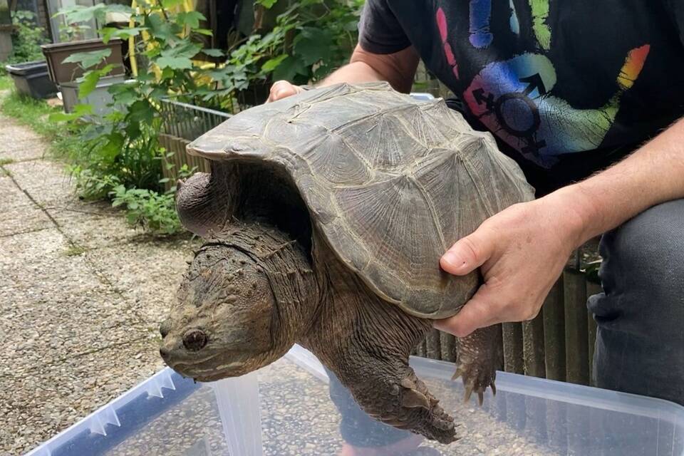 Schnappschildkröte angeschwemmt Schnappschildkröte angeschwemmt