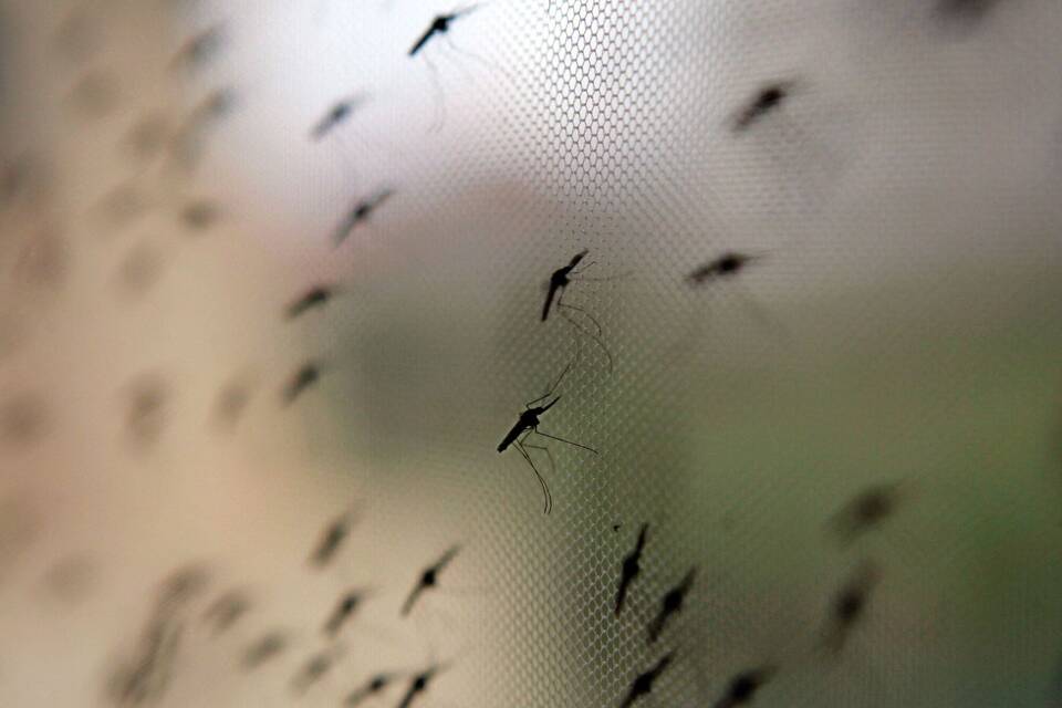 Anopheles-Mücke