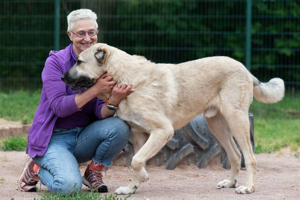 Hilfe für Herdenschutzhunde Hilfe für Herdenschutzhunde