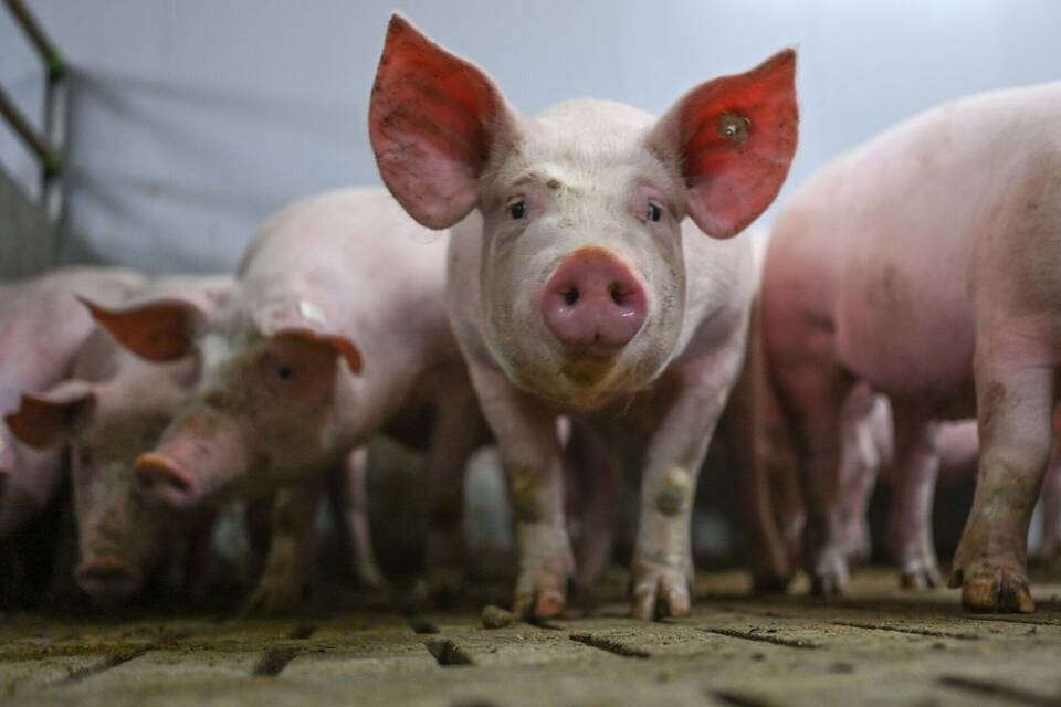 Schweinemast Schweinemast