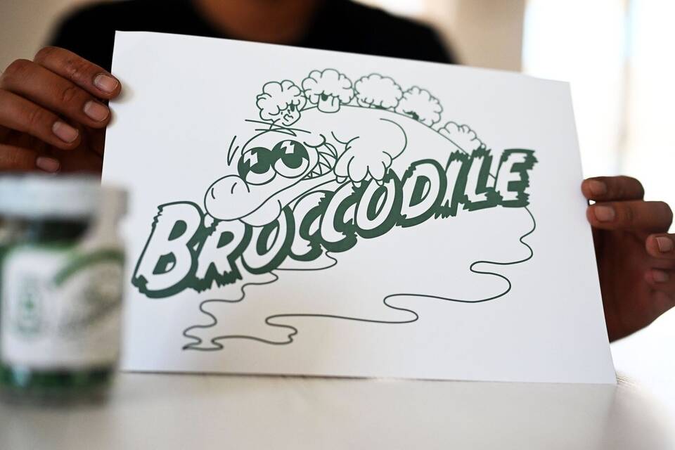 Firma Broccodile Firma Broccodile