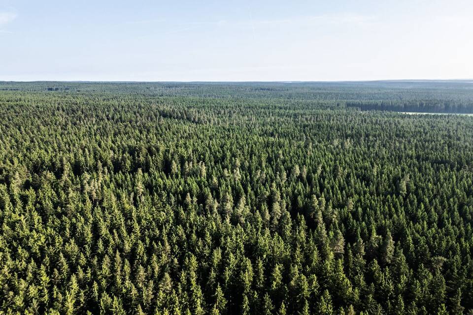 Waldzustand in Deutschland Waldzustand in Deutschland