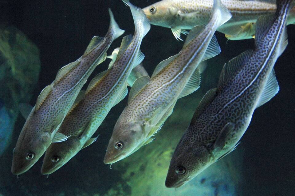 Kabeljau