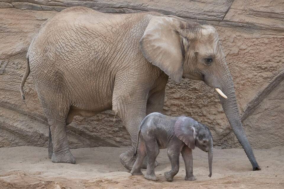 Elefanten-Baby «Kaja» im Opel-Zoo