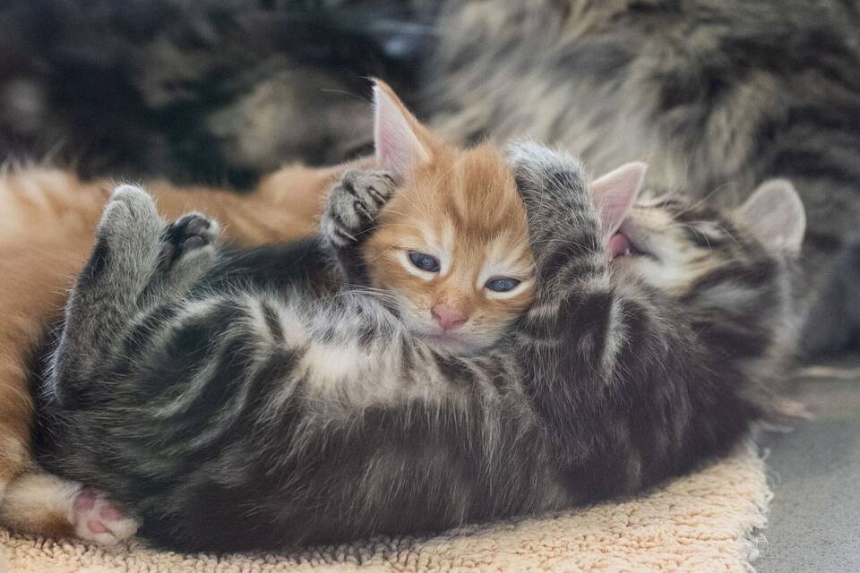 Katzen im Tierheim Berlin