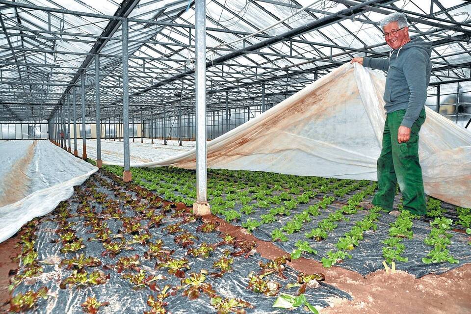 Rekordpreise für Feldsalat aus HeidelbergHandschuhsheim Heidelberg