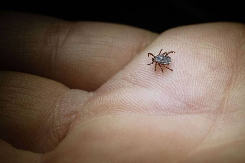 Buntzecke (Dermacentor reticulatus) krabbelt über eine Hand Buntzecke (Dermacentor reticulatus) krabbelt über eine Hand