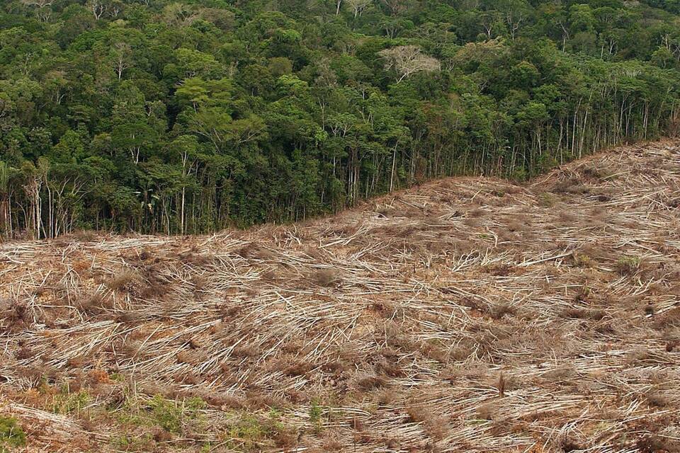 Abholzung im Amazonas