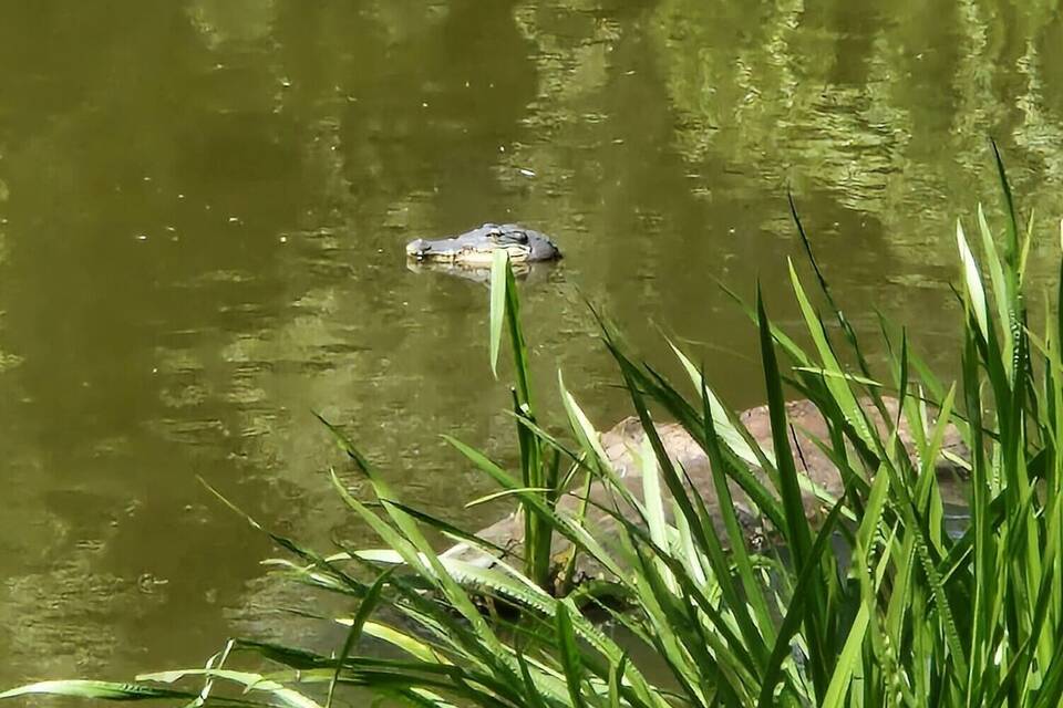 Falscher Alligator Falscher Alligator