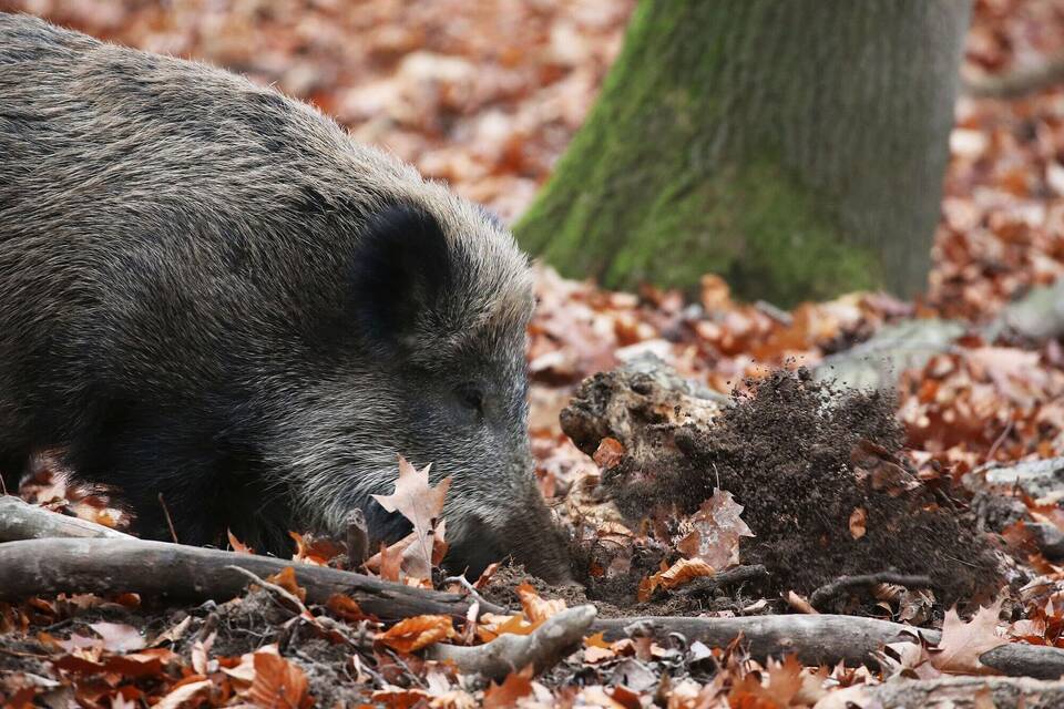 Wildschwein