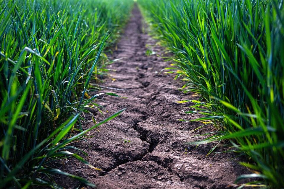 Trockenheit in der Landwirtschaft Trockenheit in der Landwirtschaft