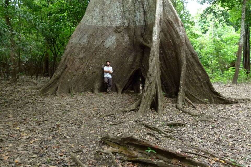 Baumringe erzählen von veränderten Niederschlägen im Amazonas Baumringe erzählen von veränderten Niederschlägen im Amazonas