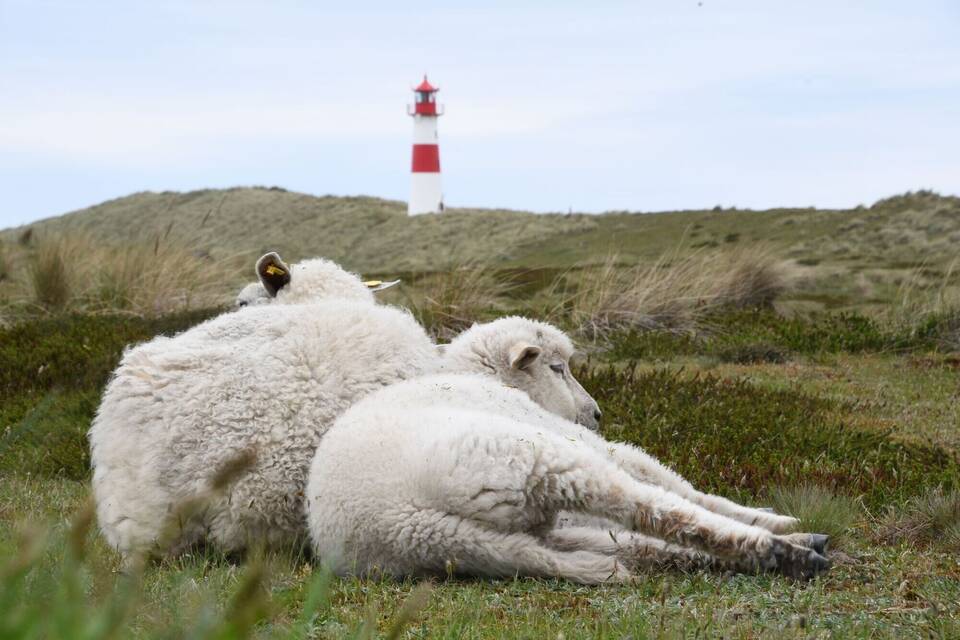 Schafe auf Sylt