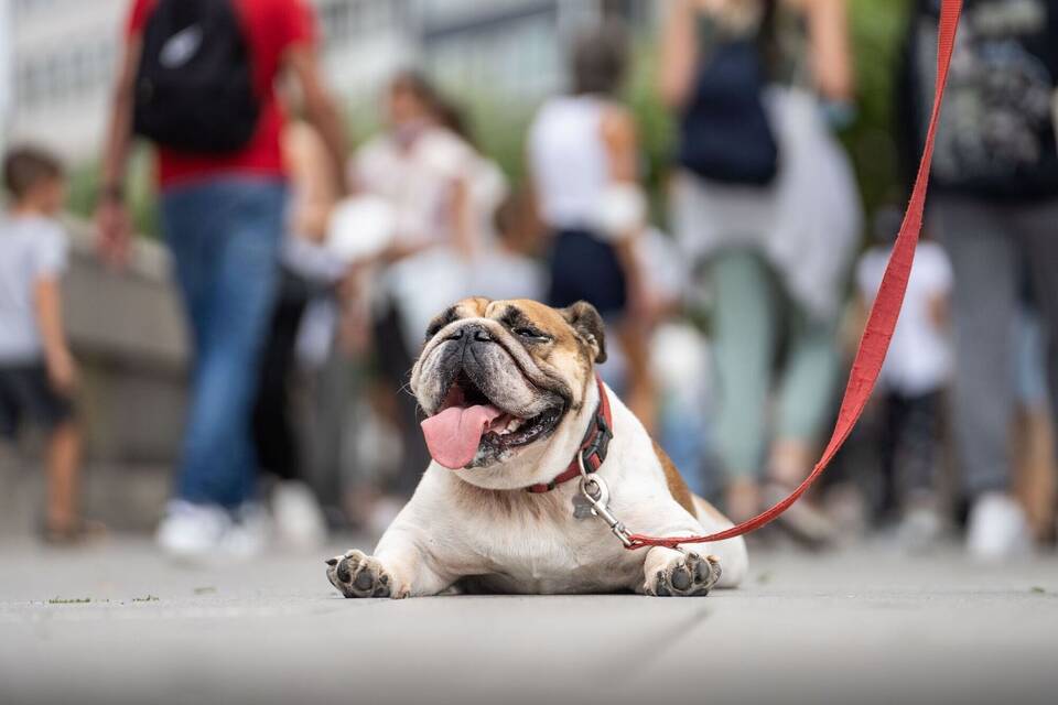 Eine Englische Bulldogge liegt hechelnd auf der Strasse Eine Englische Bulldogge liegt hechelnd auf der Strasse